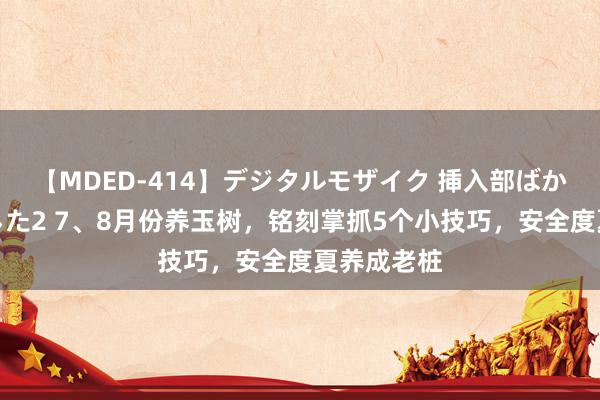 【MDED-414】デジタルモザイク 挿入部ばかり集めました2 7、8月份养玉树，铭刻掌抓5个小技巧，安全度夏养成老桩