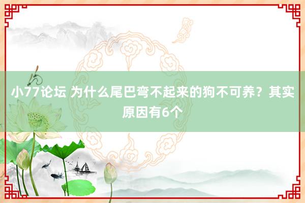 小77论坛 为什么尾巴弯不起来的狗不可养？其实原因有6个