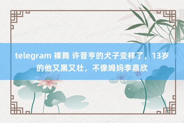 telegram 裸舞 许晋亨的犬子变样了，13岁的他又黑又壮，不像姆妈李嘉欣